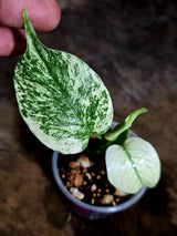 Monstera Deliciosa White Monster - Rare Monstera Beauty - (July-30-64)