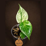 Monstera Deliciosa White Monster - Rare Monstera Beauty - (July-30-49)