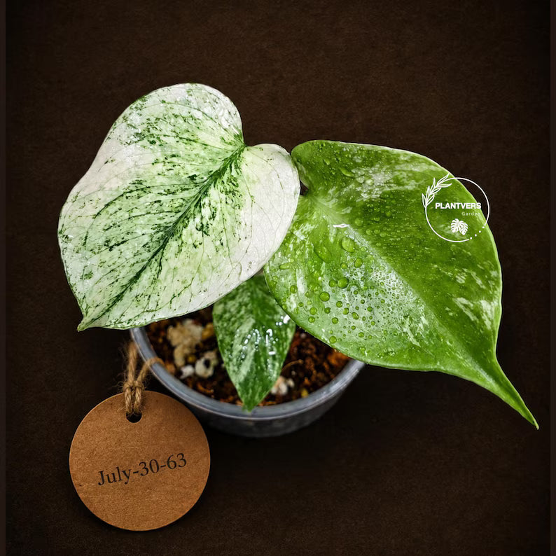 Monstera Deliciosa White Monster - Rare Monstera Beauty - (July-30-63)