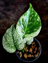 Monstera Deliciosa White Monster - Rare Monstera Beauty - (July-30-51)