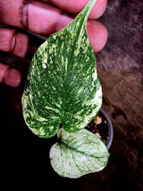 Monstera Deliciosa White Monster - Rare Monstera Beauty - (July-30-52)