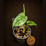 Monstera Deliciosa White Monster - Rare Monstera Beauty - (July-30-53)