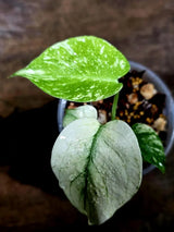 Monstera Deliciosa White Monster - Rare Monstera Beauty - (July-30-54)