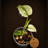 Monstera Deliciosa White Monster - Rare Monstera Beauty - (July-30-56)