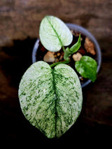 Monstera Deliciosa White Monster - Rare Monstera Beauty - (July-30-56)