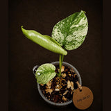 Monstera Deliciosa White Monster - Rare Monstera Beauty - (July-30-57)