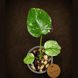 Monstera Deliciosa White Monster - Rare Monstera Beauty - (July-30-58)
