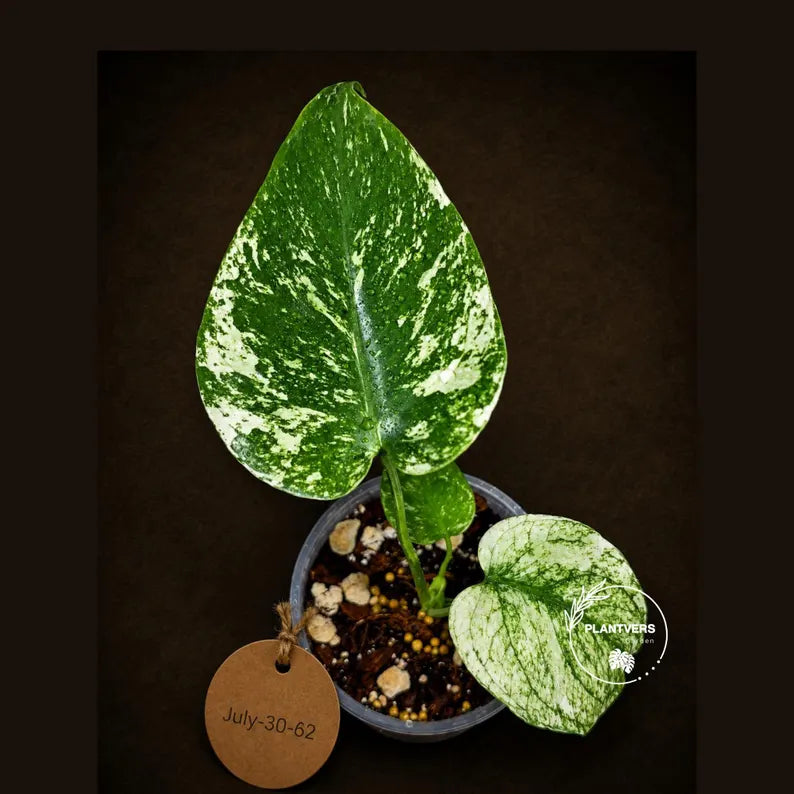 Monstera Deliciosa White Monster - Rare Monstera Beauty - (July-30-62)