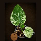 Monstera Deliciosa White Monster - Rare Monstera Beauty - (July-30-62)