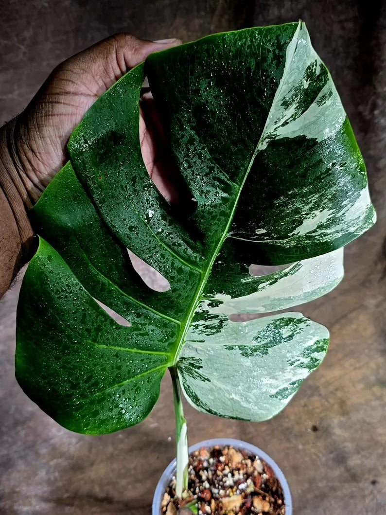 Rare Monstera Albo Borsigiana – Single Leaf – EXACT Plant (July-31-1)