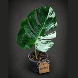 Rare Monstera Albo Borsigiana – Single Leaf – EXACT Plant (July-31-1)
