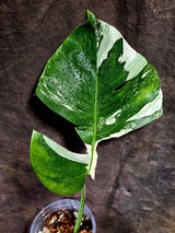 Rare Variegated Monstera Albo Borsigiana – Single Leaf – EXACT Plant (July-31-2-ER)
