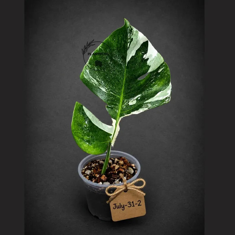 Rare Variegated Monstera Albo Borsigiana – Single Leaf – EXACT Plant (July-31-2-ER)