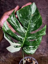 Rare Monstera Albo Borsigiana – Single Leaf – EXACT Plant (July-31-7-ER)