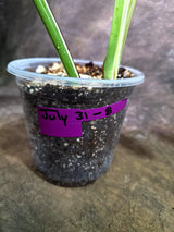 Monstera Albo Variegata Live Plant - Rare White Borsigiana (July-31-8-ER)