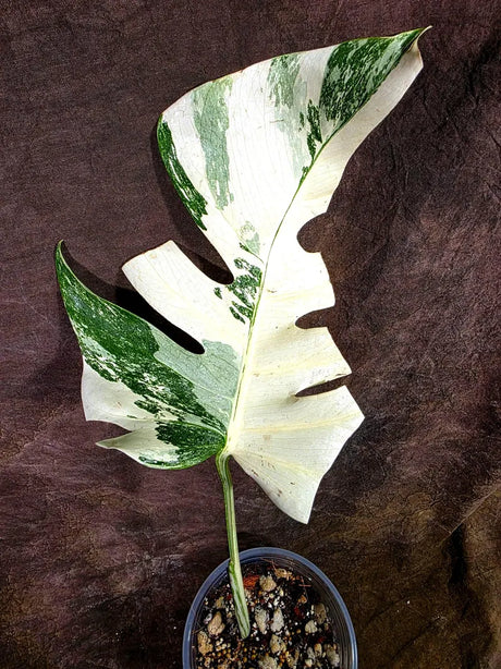 Variegated Rare White Monstera Albo Borsigiana Single Leaf Plant (July-31-12-ER)
