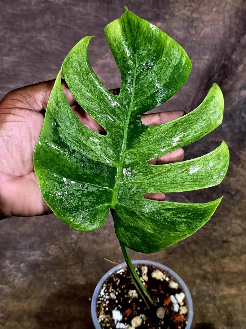 Variegated Monstera Mint Jungle Mint -(July-31-5-ER)