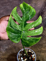 Variegated Monstera Mint Jungle Mint -(July-31-5-ER)