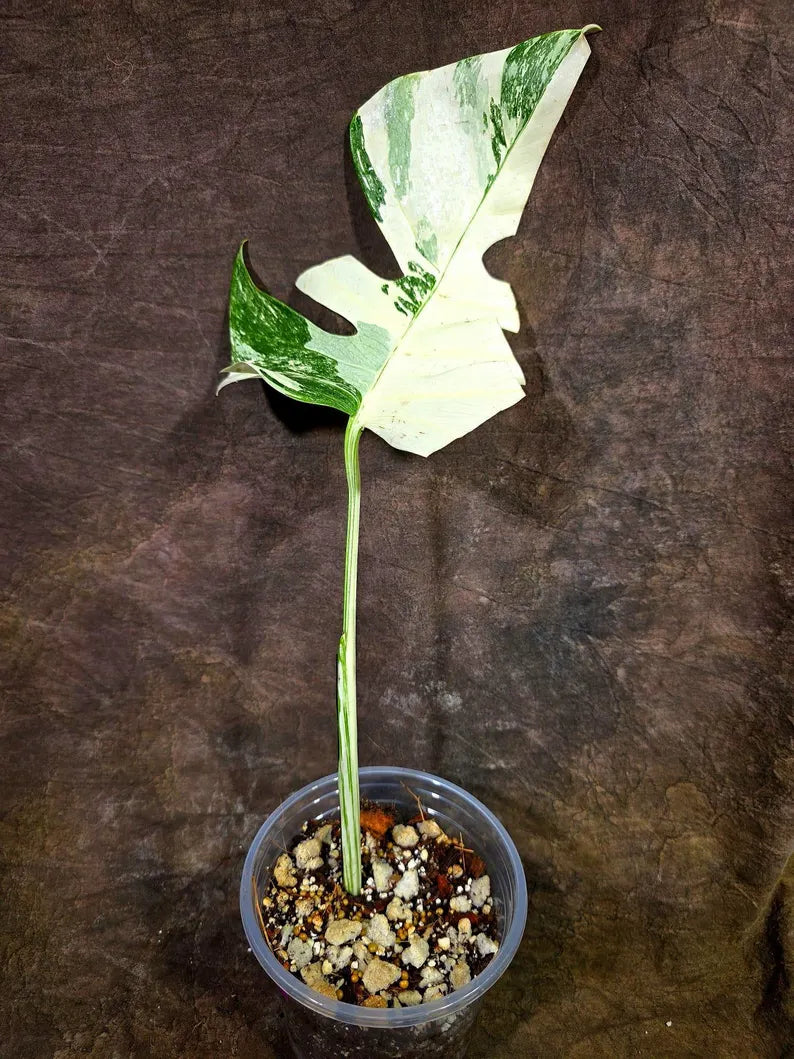 Variegated Rare White Monstera Albo Borsigiana Single Leaf Plant (July-31-12-ER)