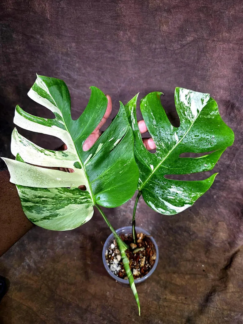 Monstera Albo Variegata Live Plant - Rare White Borsigiana (July-31-13-ER)
