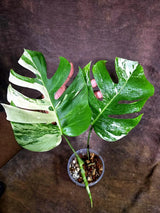 Monstera Albo Variegata Live Plant - Rare White Borsigiana (July-31-13-ER)