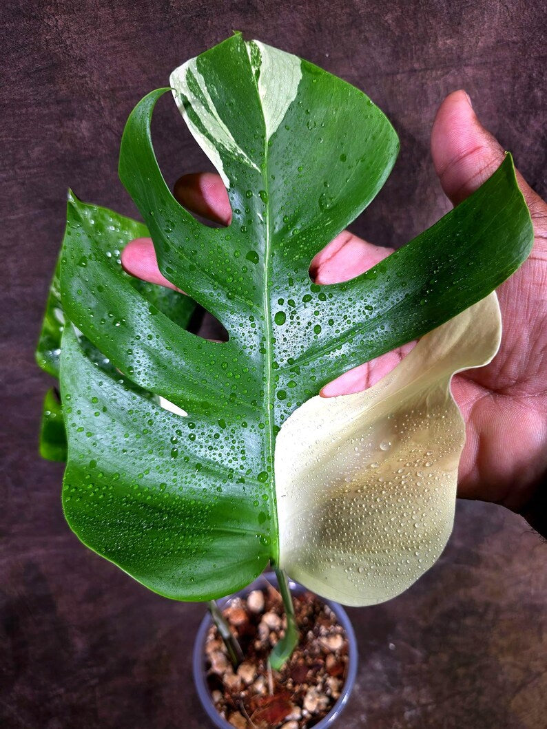 Monstera Albo Variegata Live Plant - Rare White Borsigiana (July-31-14-ER)