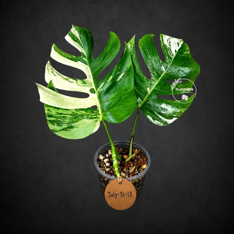 Monstera Albo Variegata Live Plant - Rare White Borsigiana (July-31-13-ER)