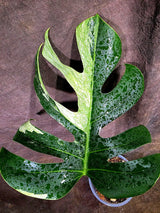 Variegated Monstera Mint Jungle Mint - (July-31-10-ER)