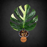 Variegated Monstera Mint Jungle Mint - (July-31-10-ER)