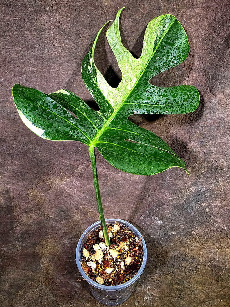 Variegated Monstera Mint Jungle Mint - (July-31-10-ER)