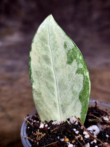 Variegated ZZ Gold Live Plant - Zamioculcas Zamiifolia (July-30-11)