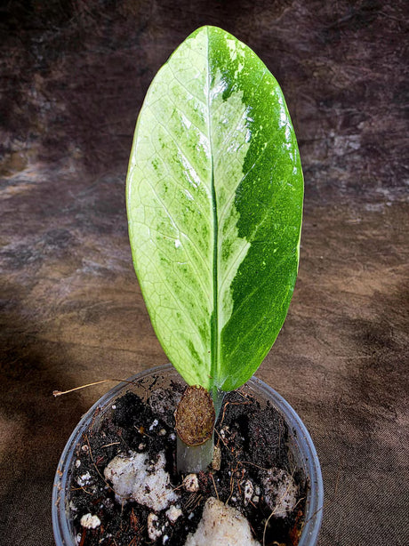 Variegated ZZ Gold Live Plant - Zamioculcas Zamiifolia (July-30-12)
