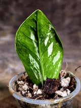 Variegated ZZ Gold Live Plant - Zamioculcas Zamiifolia (July-30-14)
