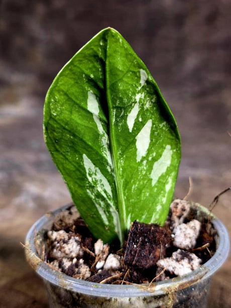 Variegated ZZ Gold Live Plant - Zamioculcas Zamiifolia (July-30-14)