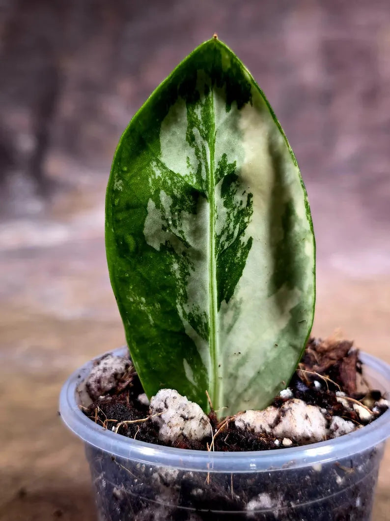 Variegated ZZ Gold Live Plant - Zamioculcas Zamiifolia (July-30-15)