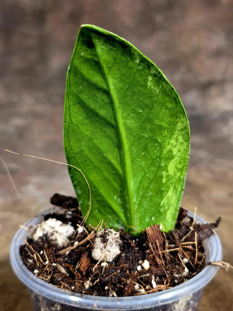 Variegated ZZ Gold Live Plant - Zamioculcas Zamiifolia (July-30-16)
