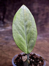 Variegated ZZ Gold Live Plant - Zamioculcas Zamiifolia (July-30-18)