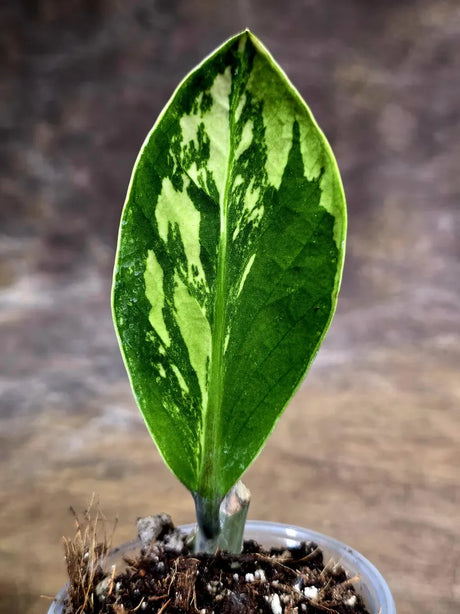 Variegated ZZ Gold Live Plant - Zamioculcas Zamiifolia (July-30-18)