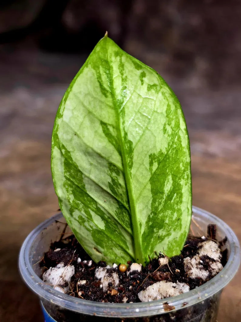 Variegated ZZ Gold Live Plant - Zamioculcas Zamiifolia (July-30-19)