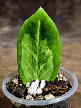 Variegated ZZ Gold Live Plant - Zamioculcas Zamiifolia (July-30-19)