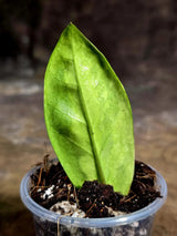 Variegated ZZ Gold Live Plant - Zamioculcas Zamiifolia (July-30-20)