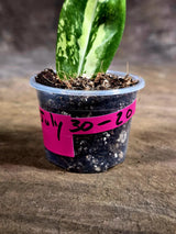 Variegated ZZ Gold Live Plant - Zamioculcas Zamiifolia (July-30-20)