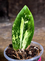 Variegated ZZ Gold Live Plant - Zamioculcas Zamiifolia (July-30-20)