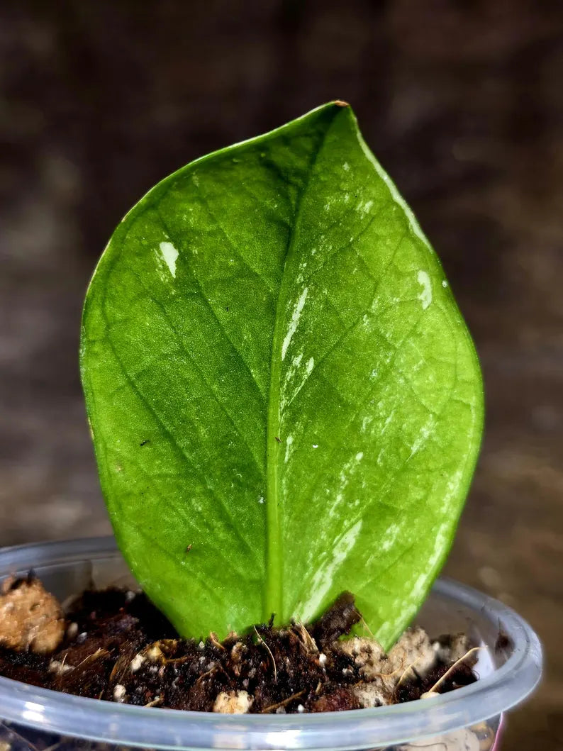 Variegated ZZ Gold Live Plant - Zamioculcas Zamiifolia (July-30-21)