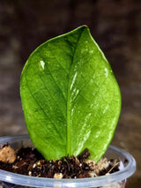 Variegated ZZ Gold Live Plant - Zamioculcas Zamiifolia (July-30-21)