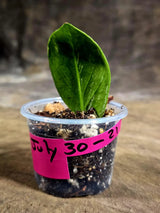 Variegated ZZ Gold Live Plant - Zamioculcas Zamiifolia (July-30-21)
