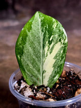 Variegated ZZ Gold Live Plant - Zamioculcas Zamiifolia (July-30-21)