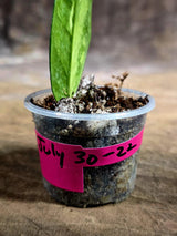 Variegated ZZ Gold Live Plant - Zamioculcas Zamiifolia (July-30-22)