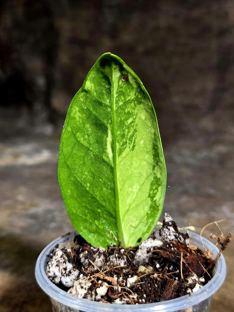 Variegated ZZ Gold Live Plant - Zamioculcas Zamiifolia (July-30-22)