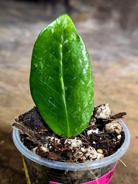 Variegated ZZ Gold Live Plant - Zamioculcas Zamiifolia (July-30-24)